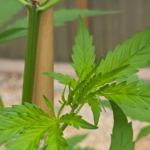 Godfather OG growlog timeline photo