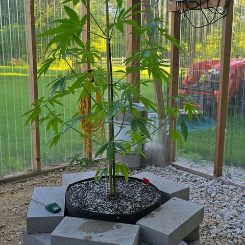 Godfather OG growlog photo: She got tall! Gonna try to do some training... 