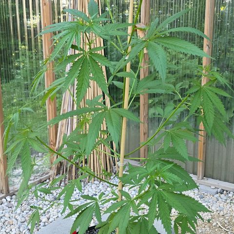 Godfather OG growlog photo: She got tall! Gonna try to do some training... 
