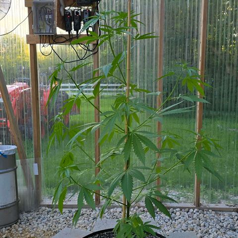 Godfather OG growlog photo: She got tall! Gonna try to do some training... 