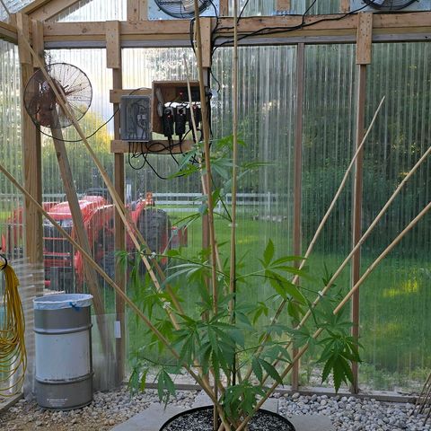 Godfather OG growlog photo: Well... I did something! Lol