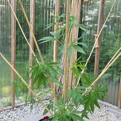 Godfather OG growlog timeline photo