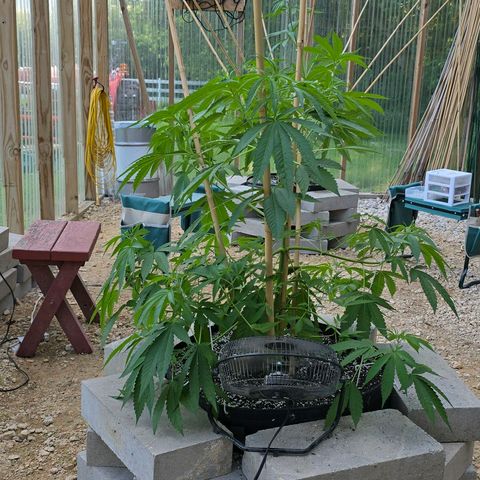 Foto del growlog de San Fernando Valley OG: She's my bushier girl this year I think... 🤔

Except for the side I broke off course... 😭 