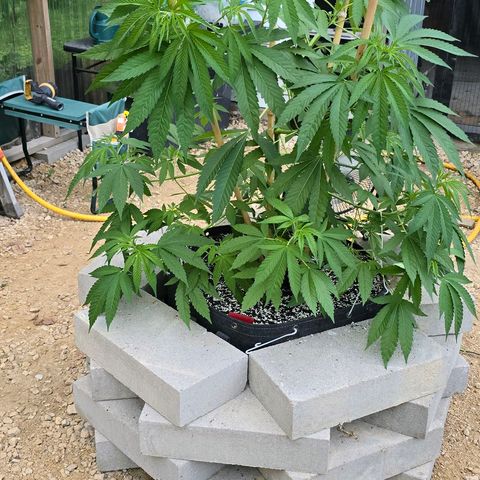 Foto de la cronología del growlog de San Fernando Valley OG