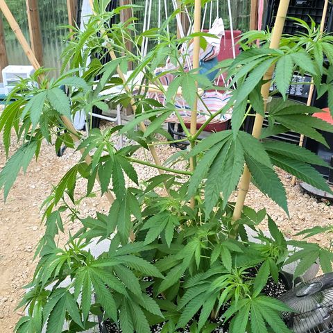 Foto de la cronología del growlog de San Fernando Valley OG