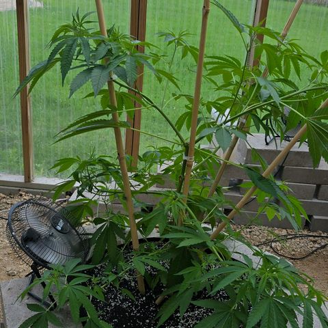 Foto del growlog de San Fernando Valley OG: She's my bushier girl this year I think... 🤔

Except for the side I broke off course... 😭 