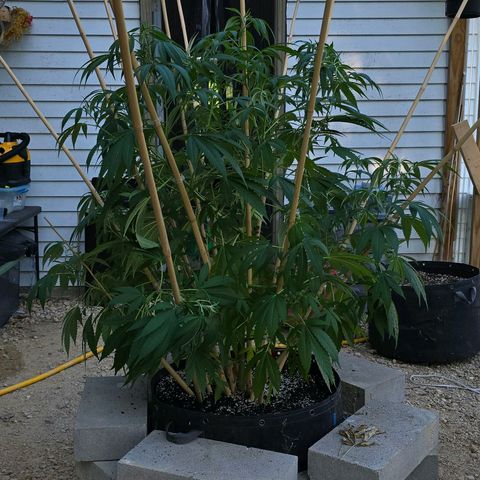 Foto del growlog de San Fernando Valley OG: We rotated her so we'll see what she does! 