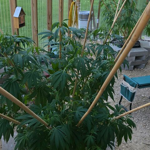 Foto del growlog de San Fernando Valley OG: We rotated her so we'll see what she does! 
