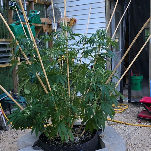 Foto del growlog de San Fernando Valley OG: We rotated her so we'll see what she does! 