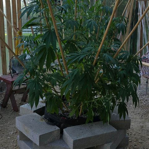 Foto del growlog de San Fernando Valley OG: We rotated her so we'll see what she does! 