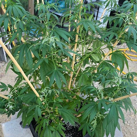 Foto del growlog de San Fernando Valley OG: We rotated her so we'll see what she does! 