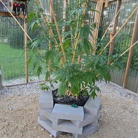 Godfather OG growlog photo: She's getting REALLY tall already! I need her to start filling out! 