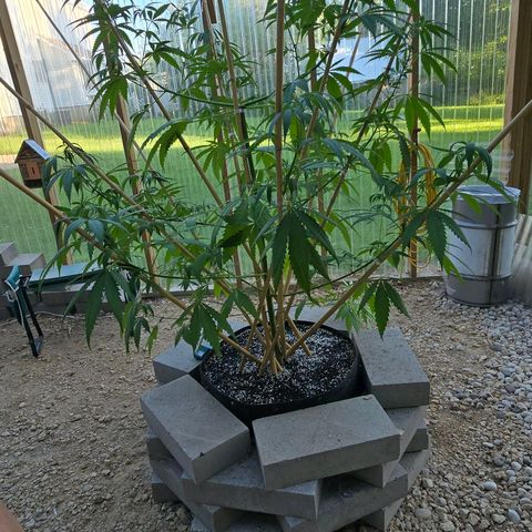 Godfather OG growlog photo: She's getting REALLY tall already! I need her to start filling out! 