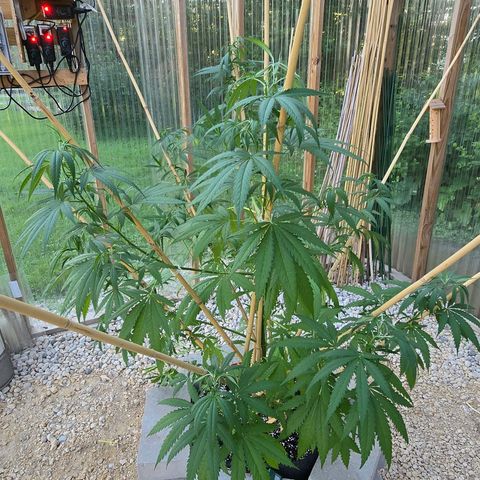 Godfather OG growlog photo: She's getting REALLY tall already! I need her to start filling out! 