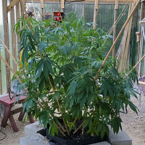 Foto del growlog de San Fernando Valley OG: Removed some bamboo sticks to start a little fresher. Going to let it go a little bit before adding anymore. 