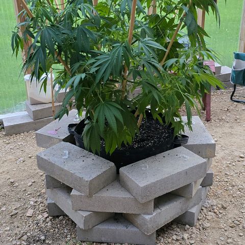 Foto del growlog de San Fernando Valley OG: Removed some bamboo sticks to start a little fresher. Going to let it go a little bit before adding anymore. 
