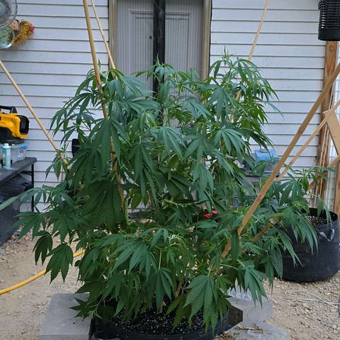 Foto del growlog de San Fernando Valley OG: Removed some bamboo sticks to start a little fresher. Going to let it go a little bit before adding anymore. 