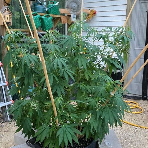 Foto del growlog de San Fernando Valley OG: Removed some bamboo sticks to start a little fresher. Going to let it go a little bit before adding anymore. 
