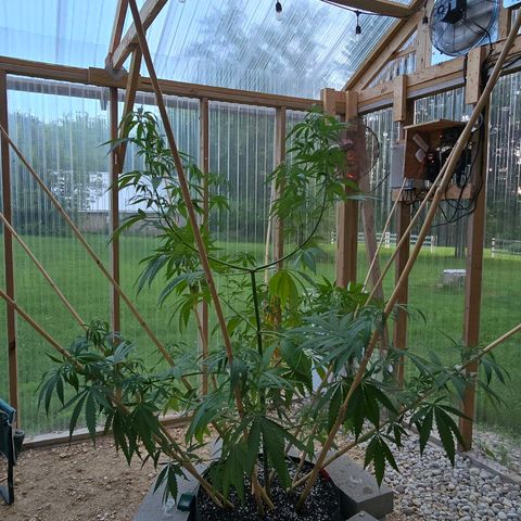 Godfather OG growlog photo: I spread out the bamboo sticks on her. I have 2 more that I need to add and then I'm going to just add tomato clips to guide her branches up the sticks and see what happens! 