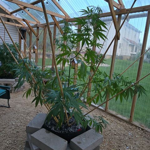 Godfather OG growlog photo: I spread out the bamboo sticks on her. I have 2 more that I need to add and then I'm going to just add tomato clips to guide her branches up the sticks and see what happens! 