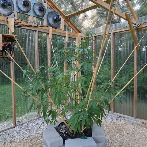 Godfather OG growlog photo: I spread out the bamboo sticks on her. I have 2 more that I need to add and then I'm going to just add tomato clips to guide her branches up the sticks and see what happens! 