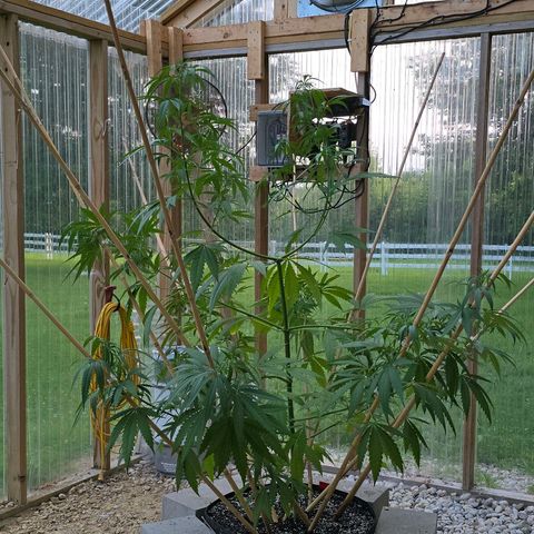 Godfather OG growlog photo: I spread out the bamboo sticks on her. I have 2 more that I need to add and then I'm going to just add tomato clips to guide her branches up the sticks and see what happens! 