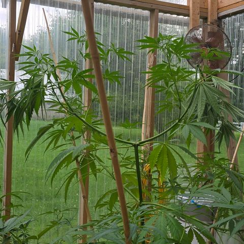 Godfather OG growlog photo: Some light super cropping... She's a little too tall for me... 