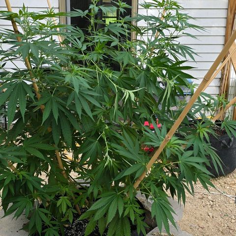 Foto del growlog de San Fernando Valley OG: Did a thing! 