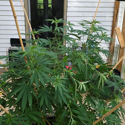 Foto del growlog de San Fernando Valley OG: Did a thing! 