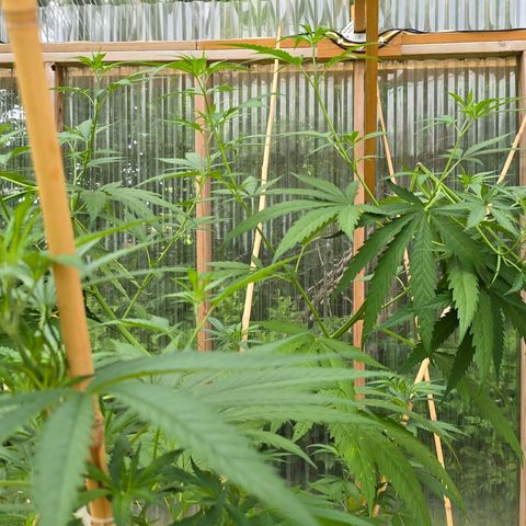 Godfather OG growlog photo: She's looking good! 