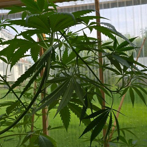 Godfather OG growlog photo: She's looking good! 