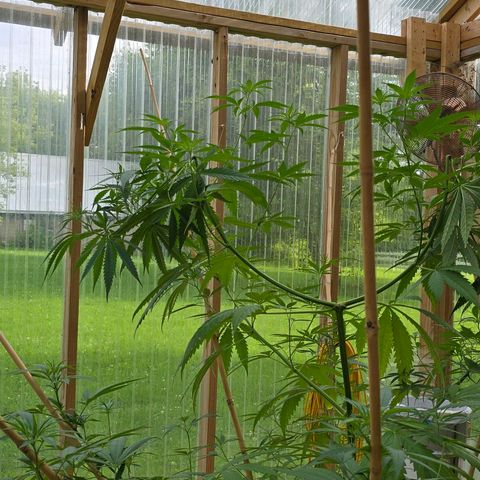 Godfather OG growlog photo: She's looking good! 