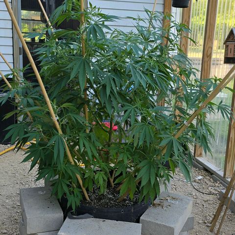 Foto de la cronología del growlog de San Fernando Valley OG