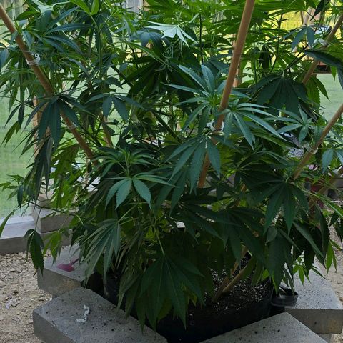Foto de la cronología del growlog de San Fernando Valley OG
