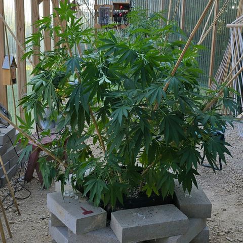 Foto del growlog de San Fernando Valley OG: Before a little defoliating. 