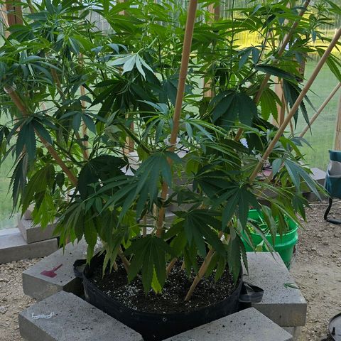 Foto de la cronología del growlog de San Fernando Valley OG