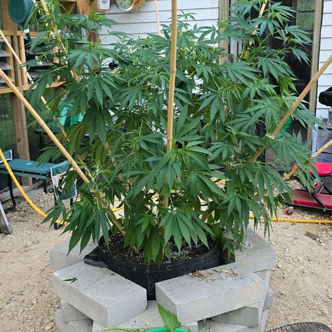 Foto de la cronología del growlog de San Fernando Valley OG