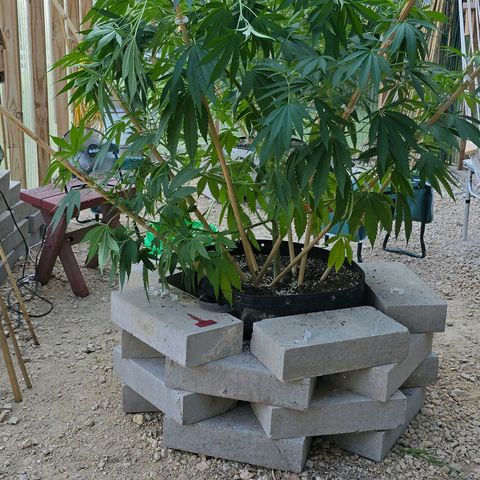 Foto del growlog de San Fernando Valley OG: After a little defoliating! 😍