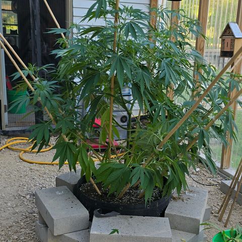 Foto de la cronología del growlog de San Fernando Valley OG