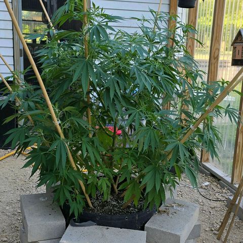 Foto de la cronología del growlog de San Fernando Valley OG