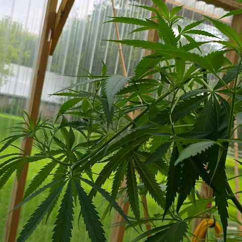 Godfather OG growlog timeline photo