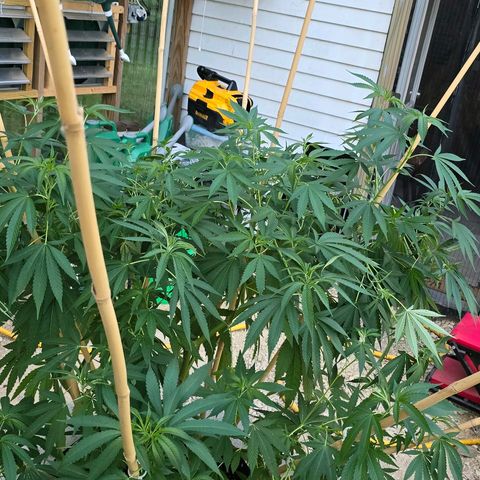 Foto del growlog de San Fernando Valley OG: A little spur of the moment super cropping! 