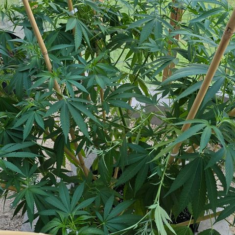 Foto del growlog de San Fernando Valley OG: A little spur of the moment super cropping! 
