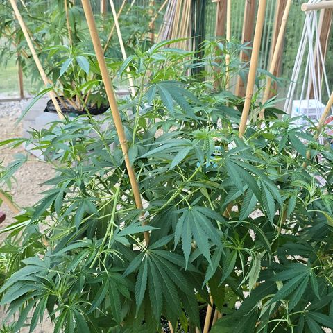 Foto del growlog de San Fernando Valley OG: A little spur of the moment super cropping! 
