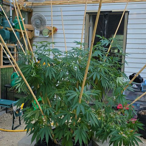 Foto del growlog de San Fernando Valley OG: A little spur of the moment super cropping! 