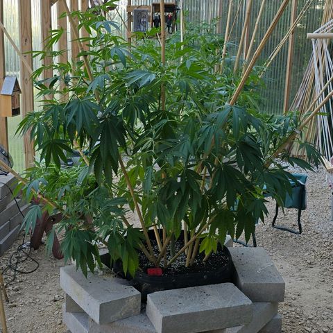 Foto del growlog de San Fernando Valley OG: A little spur of the moment super cropping! 