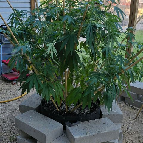 Foto del growlog de San Fernando Valley OG: A little spur of the moment super cropping! 