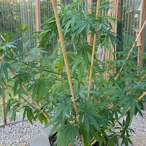 Godfather OG growlog photo: A little spur of the moment super cropping... Hopefully she fills in still... 
