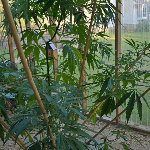 Godfather OG growlog photo: A little spur of the moment super cropping... Hopefully she fills in still... 
