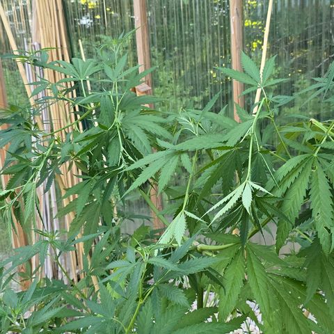 Godfather OG growlog photo: A little spur of the moment super cropping... Hopefully she fills in still... 